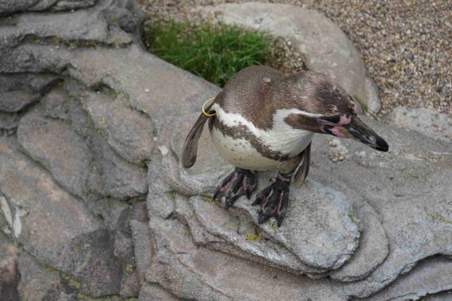 Ozeaneum Stralsund